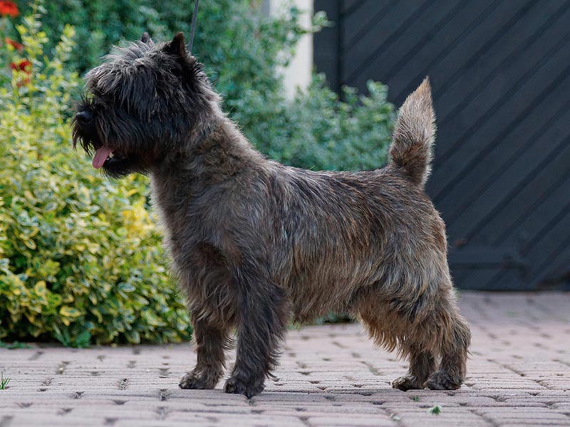 Cairn Terrier 