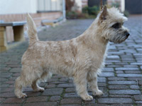 Cairn Terrier