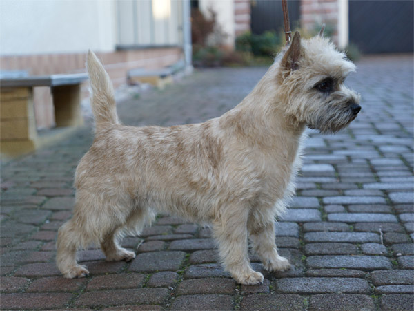 Cairn Terrier 