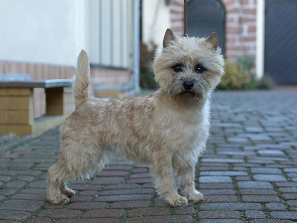 Cairn Terrier 
