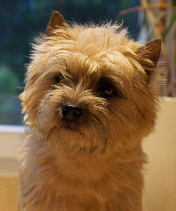 Cairn Terrier 