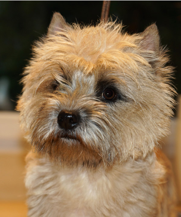 Cairn Terrier 