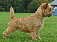 Cairn Terrier