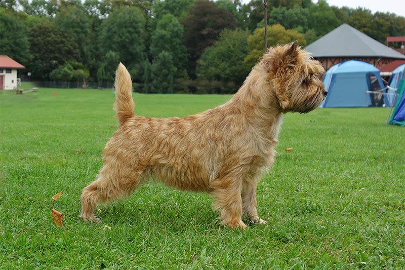 Cairn Terrier 