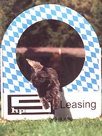 Cairn Terrier beim Reifensprung