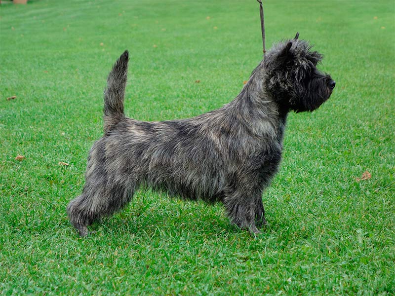 Cairn Terrier 
