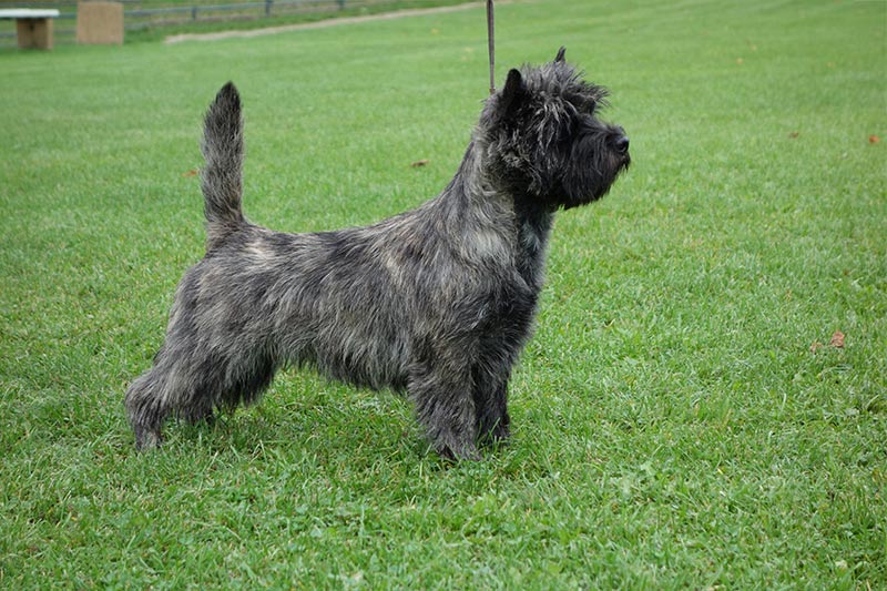 Cairn Terrier 