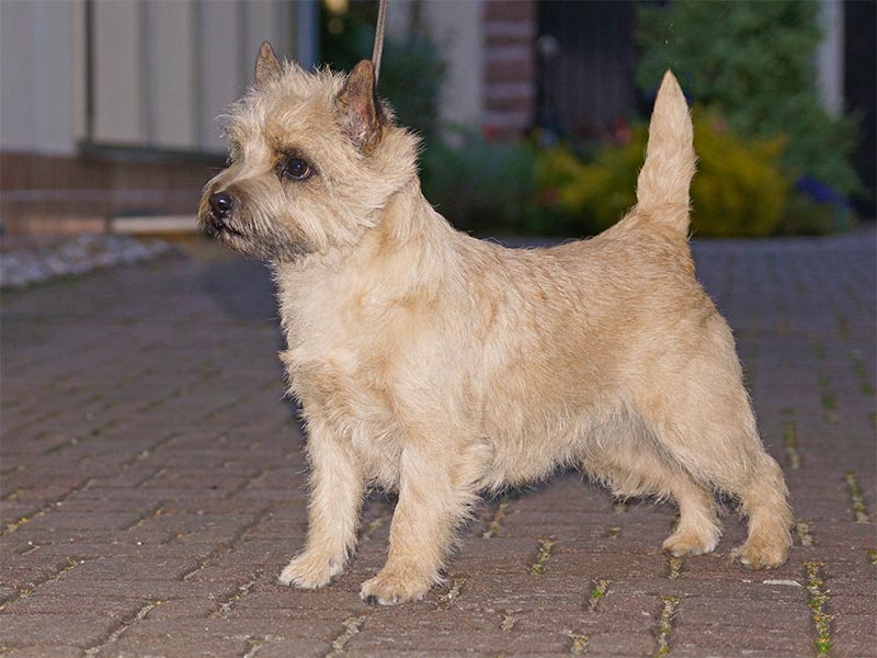 Cairn Terrier 