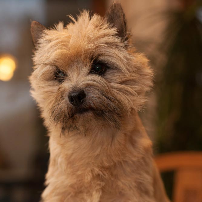 Cairn Terrier 