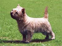 Cairn Terrier Ilenia of Barnsley
