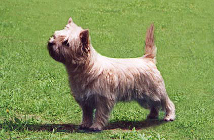 Cairn Terrier Ilenia of Barnsley