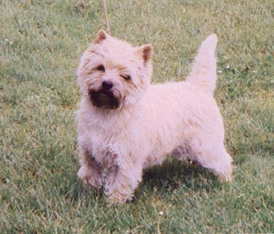 Cairn Terrier Ilenia