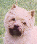Cairn Terrier Ilenia of Barnsley