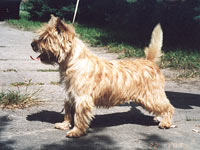 Cairn Terrier Ivanhoe of Barnsley