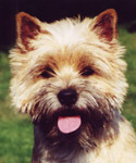 Cairn Terrier Ilvanhoe of Barnsley