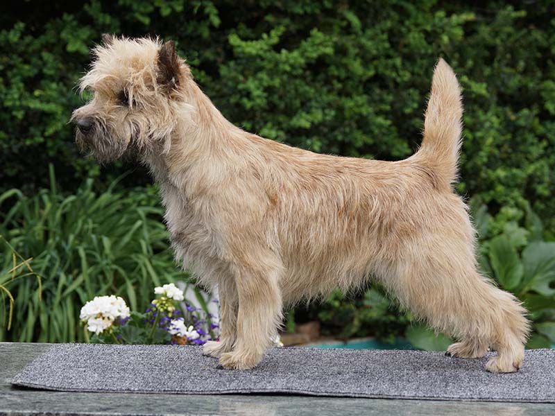 Cairn Terrier 