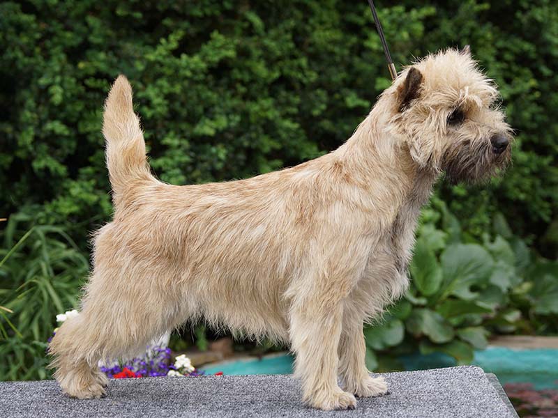 Cairn Terrier 