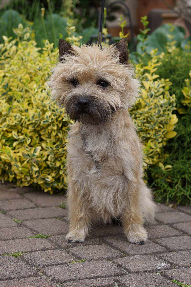 Cairn Terrier 