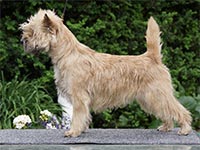 Cairn Terrier