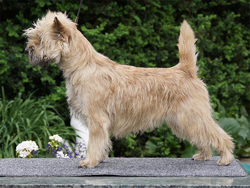 Cairn Terrier 