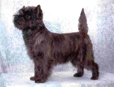 Cairn Terrier Kamaro of Barnsley