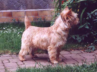 Cairn Terrier Kendra of Barnsley