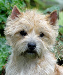 Cairn Terrier Kendra of Barnsley