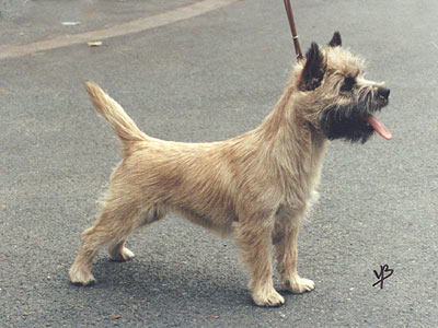 Cairn Terrier I Like You Liz of Barnsley