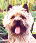 Cairn Terrier I like you Liz of Barnsley