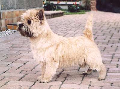 Cairn Terrier Tailor Made of Barnsley
