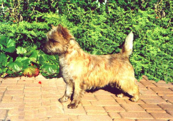 Cairn Terrier 