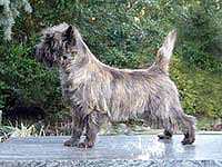 Cairn Terrier- Mambo No. 5 of Barnsley