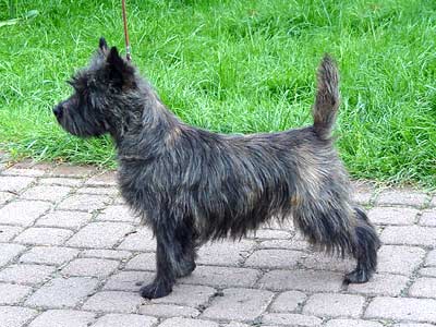 Cairn Terrier Maxine of Barnsley