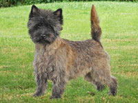  Cairn Terrier Megan of Barnsley