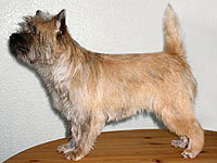  Cairn Terrier Megan of Barnsley