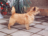 Cairn Terrier Hündin Ol Kyarnrowen`s Dame Edna