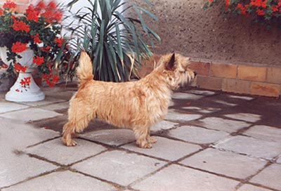 Cairn Terrier Ol` Kyarnrowen`s Wild Thing