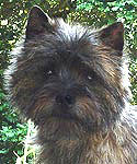 Cairn Terrier Nevres of Barnsley