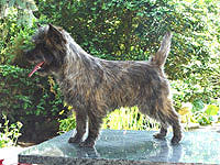 Cairn Terrier Nevres of Barnsley