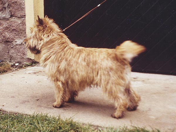 Cairn Terrier Ol` Kyarnrowen`s Wild Thing