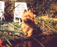 Ole am Teich