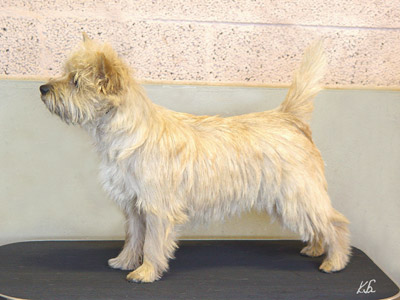 Cairn Terrier Orianne of Barnsley