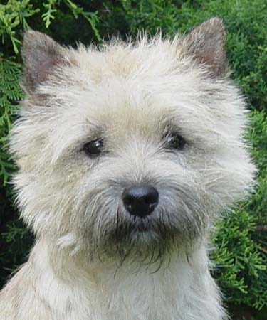 Cairn Terrier Orianne of Barnsley