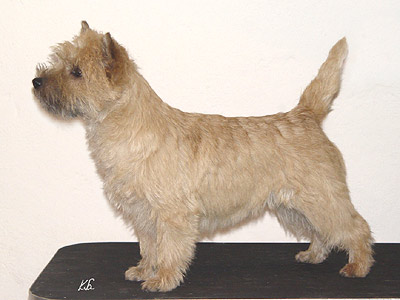 Cairn Terrier 