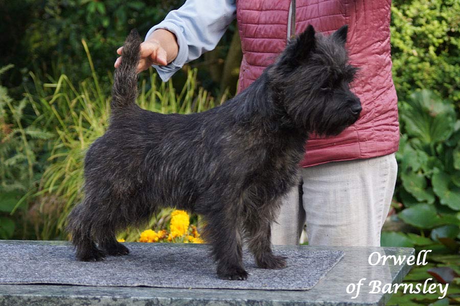 Cairn Terrier 