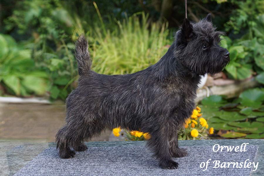 Cairn Terrier 