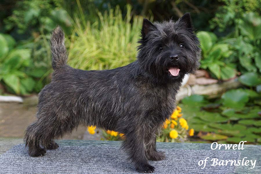 Cairn Terrier 