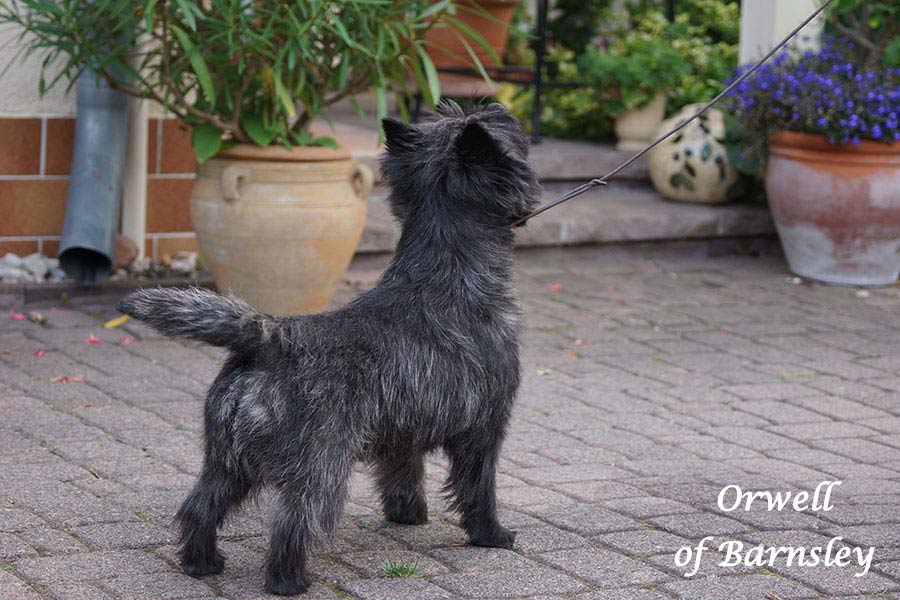 Cairn Terrier 