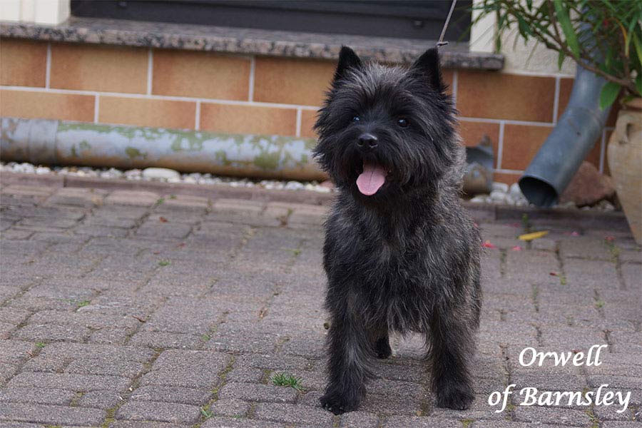 Cairn Terrier 