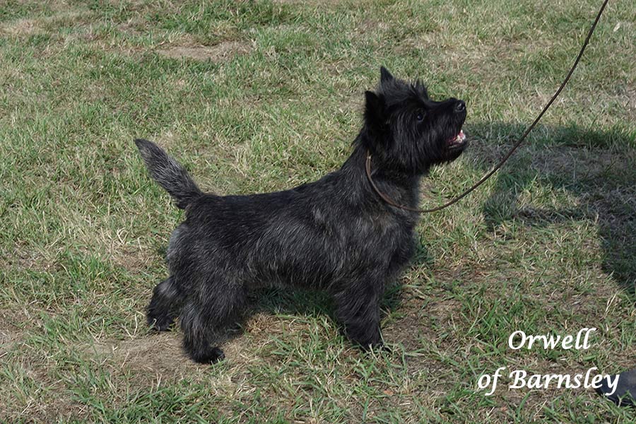 Cairn Terrier 